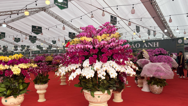 Khu trưng bày hoa lan của cơ sở Bảo Anh tại đường Hoàng Quốc Việt. Ảnh: Nhật Chi