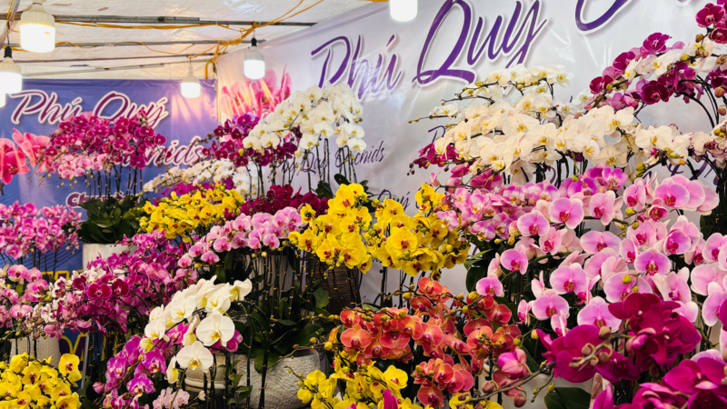 Thị trường hoa lan tại Hà Nội sôi động trước thềm tết Bính Ngọ 2026 - 3