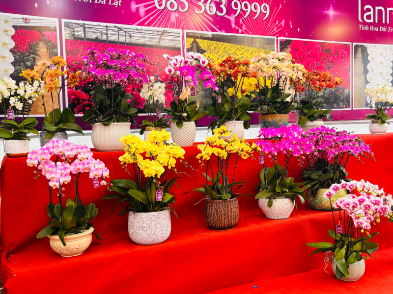 Khu trưng bày hoa lan tại Trích Sài, Hoàng Hoa Thám có nhiều mẫu mã, màu sắc cho khách thăm quan, mua sắm. Ảnh: Nhật Chi