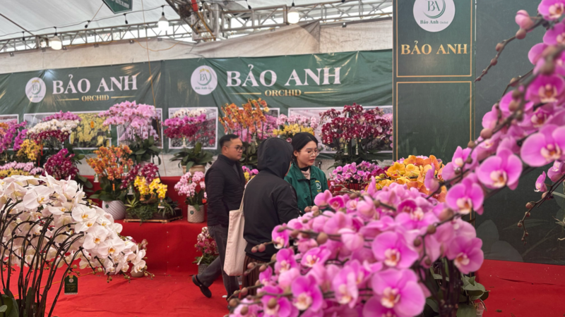 Thị trường hoa lan tại Hà Nội sôi động trước thềm tết Bính Ngọ 2026 - 6