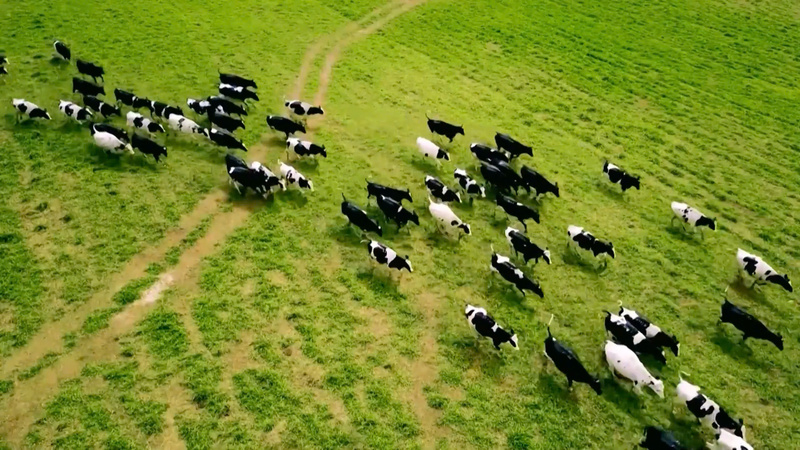 TH sở hữu cụm trang trại tập trung công nghệ cao khép kín đạt nhất thế giới (Liên minh Kỷ lục thế giới xác nhận năm 2020).