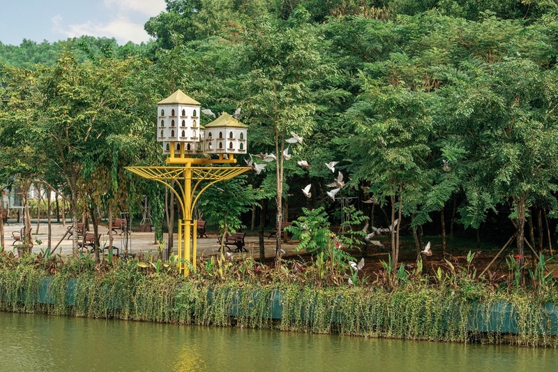 Bồ câu cũng "ngân nga câu chúc".