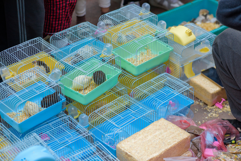 Nhiều vật nuôi cũng có mặt tại phiên chợ. Ảnh: Phong Nguyễn