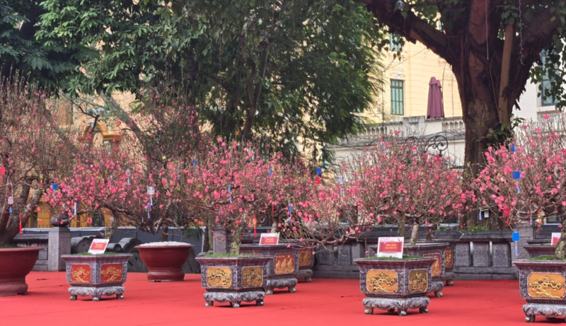 Đào bích, đào phai, đào thế khoe sắc bên tượng đài Lý Thái Tổ, tạo điểm nhấn văn hóa đặc biệt.