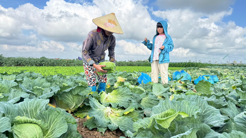 Thời tiết thuận lợi, ít sâu bệnh nên những cánh đồng rau phát triển rất tốt. Ảnh: Nguyễn Dương