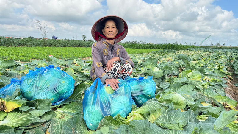 Giá rau xanh lao dốc khiến cho nông dân lo lắng không đủ bù chi phí. Ảnh: Nguyễn Dương
