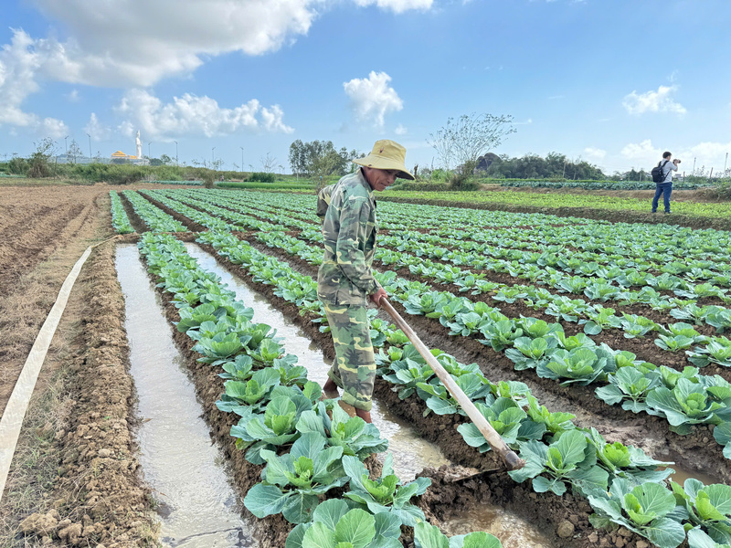 Bài toán đặt ra không chỉ là nâng cao năng suất mà còn phải tổ chức lại sản xuất theo hướng liên kết chuỗi, dự báo cung cầu và đa dạng hóa kênh tiêu thụ. Ảnh: Nguyễn Dương