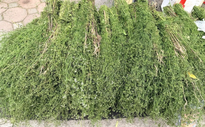 Người bán tỉ mỉ buộc từng bó mùi già, giữ nguyên rễ để hương thơm đậm hơn khi đun nước. Ảnh: Nguyễn Hương