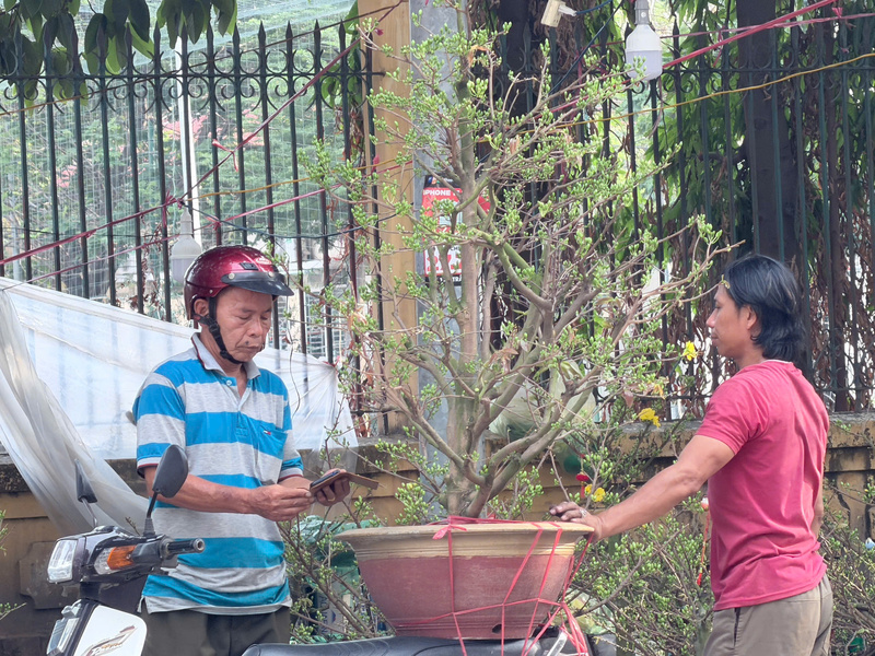 Những gốc mai nụ dày, dáng gọn là lựa chọn ưu tiên của nhiều người dân trong ngày 29 Tết. Ảnh: Minh Anh.