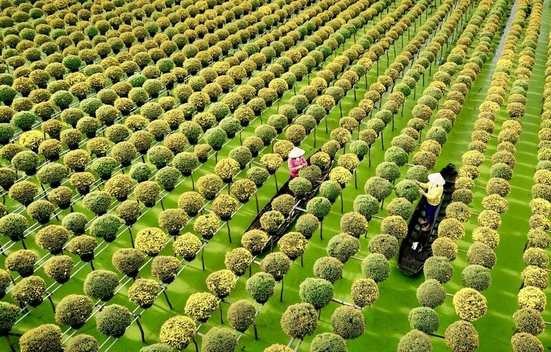 Làng hoa Sa Đéc thức cùng mùa Tết, rộn ràng từ sớm tinh mơ đến khi nắng chiều buông xuống