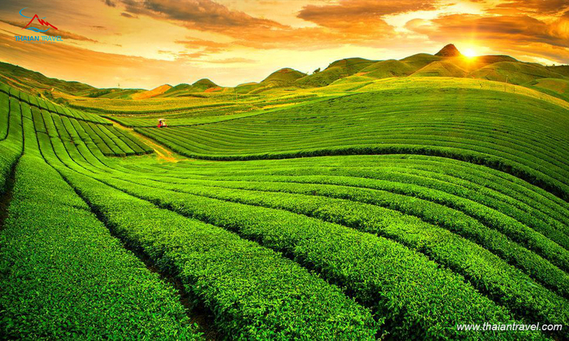 Vẻ đẹp thiên nhiên rực rỡ của Mộc Châu dịp tết Nguyên đán Bính Ngọ 2026. Ảnh: Thái An Travel