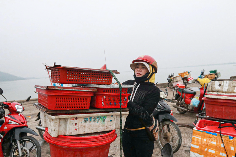 Công việc của bà Vân bắt đầu từ lúc rạng sáng, trực tiếp ngã giá với chủ tàu rồi lại tất tả phân phối cá cho các chợ lẻ. Ảnh: Trọng Tùng