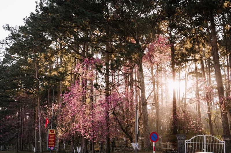 Nắng sớm ban mai rọi xuống những tán mai anh đào dịu dàng, lãng mạn. Ảnh: Quang Đà Lạt