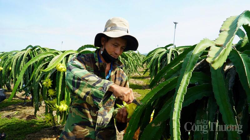 Công đoạn thu hoạch thanh long vỏ vàng ruột trắng. Ảnh: Nguyễn Tài