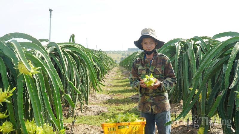 HTX Trung Bình quản lý khoảng 400 ha thanh long, trong đó hơn 90% diện tích là thanh long vỏ vàng ruột trắng. Ảnh: Nguyễn Tài