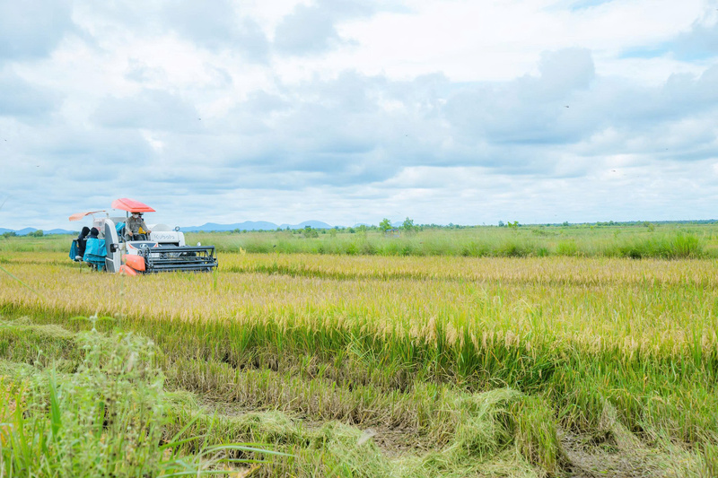 Cánh đồng lúa nếp của bà con ở xã Ia Lốp. Ảnh: Công Nam