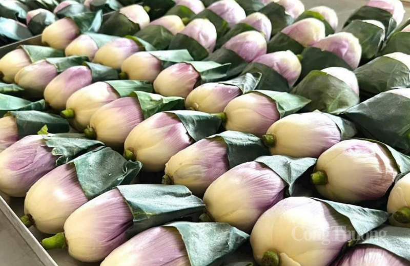 Hoa sen được xử lý và sấy thăng hoa trong quy trình chế biến tại HTX Hoàng Trà.