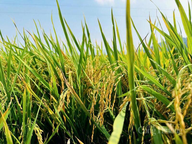 Cánh đồng lúa theo mô hình VietGAP chín vàng năng suất cao. Ảnh: Cường Phú