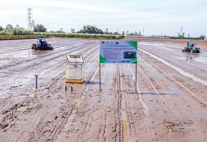 Cần Thơ đang xây dựng chiến lược phát triển lúa gạo theo hướng kinh tế nông nghiệp hiện đại