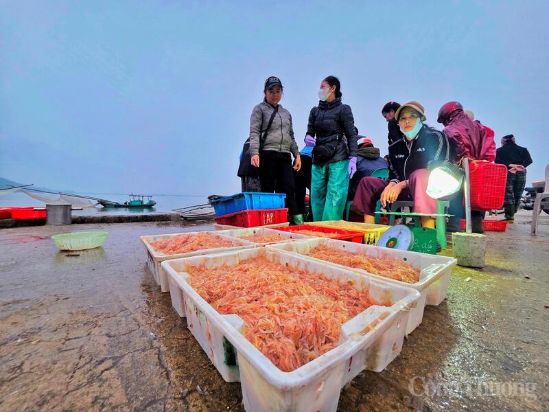 Việc ngư dân tích cực bám biển ngay từ những ngày đầu xuân giúp thị trường nội địa luôn giữ được mức cung ổn định, tạo đà cho các doanh nghiệp và tiểu thương yên tâm kinh doanh.