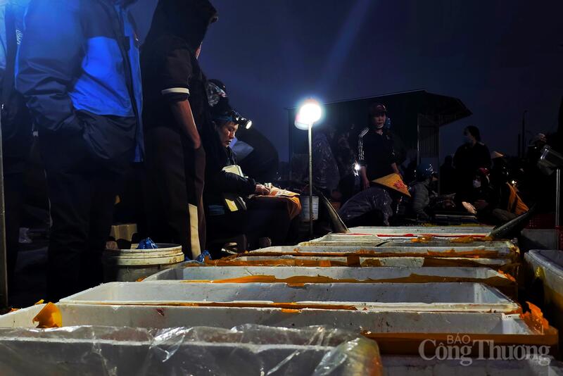 Cảng cá lớn nhất Hà Tĩnh rộn ràng từ khi trời còn chưa rạng. Cá tôm được xếp theo từng khay chờ thương lái ngã giá.