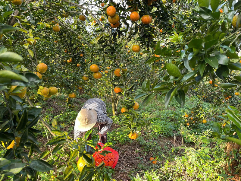 Vườn cam tự hái ở Măng Đen cũng thu hút rất nhiều khách du lịch đến tham quan, check- in. Ảnh: Nguyễn Dương