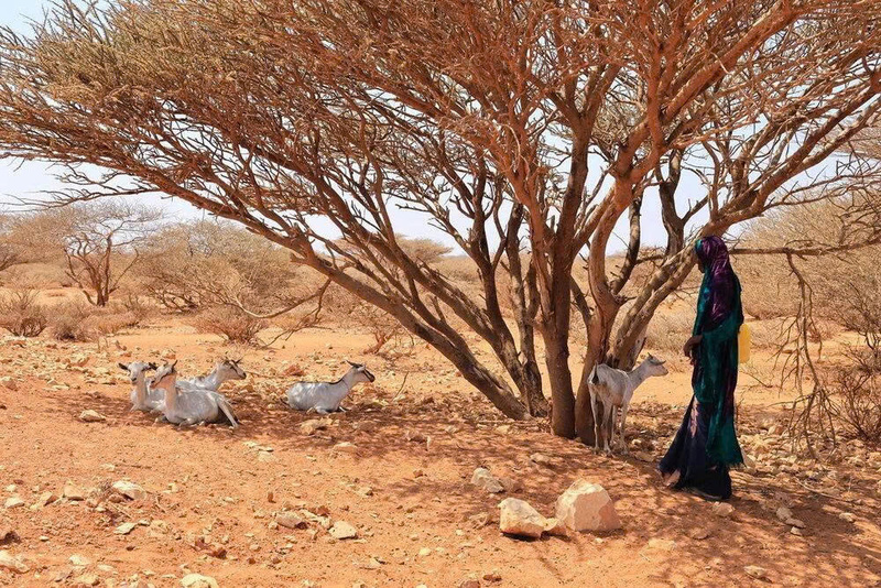 Chương trình Lương thực Thế giới của Liên hợp quốc cảnh báo có thể ngừng cứu trợ tại Somalia từ tháng 4 nếu thiếu tài chính. Ảnh: WFP.