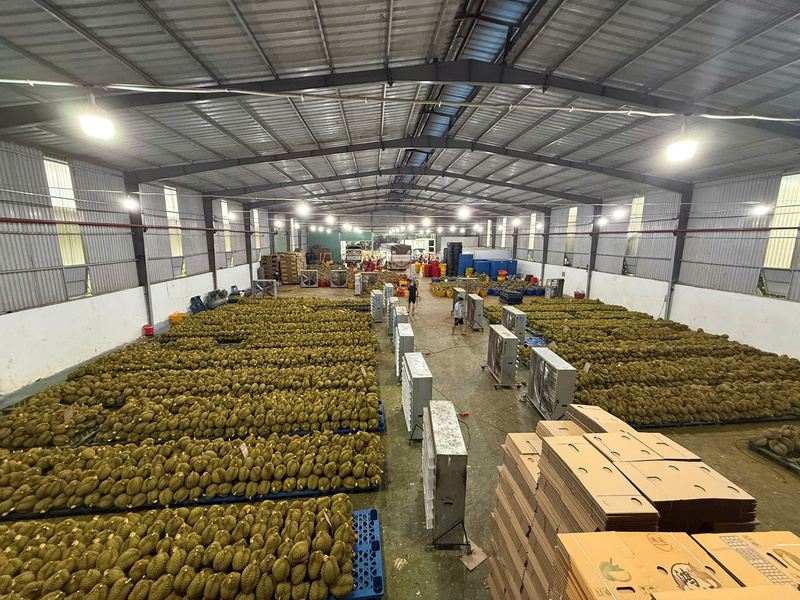 Hoạt động tập kết và phân loại nông sản xuất khẩu tại Công ty TNHH XNK Quốc Tín trong những ngày đầu xuân.