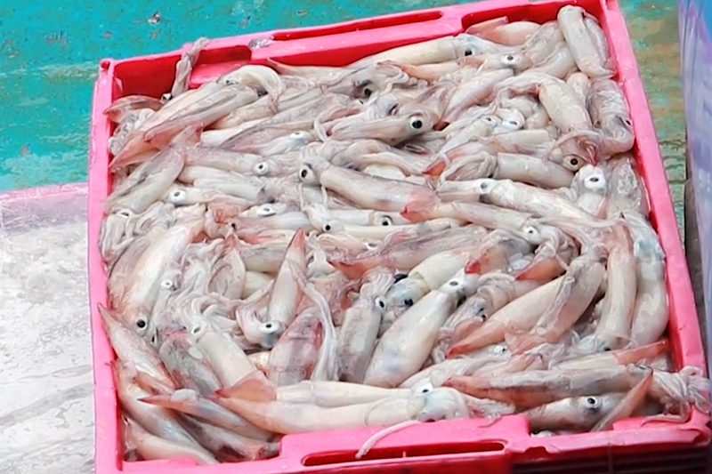 Những khai mực tươi rói là thành quả mặn mùi gió biển, nhưng ngọt đượm nụ cười của người bám biển xuyên Tết. Ảnh: Bình An