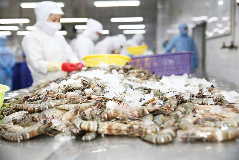 Tháng 1/2026, xuất khẩu tôm đã đạt 331 triệu USD, tăng 6,4% so với cùng kỳ năm ngoái. Ảnh minh họa