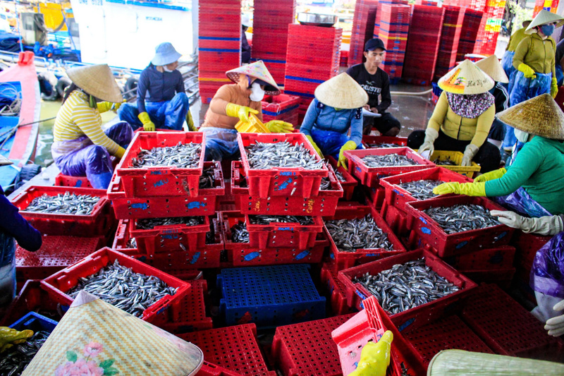 Một phần cá cơm được bán để làm mắm, phần lớn còn lại được các cơ sở thu mua về để chế biến thành cá cơm khô. Ảnh: Nguyễn Dương