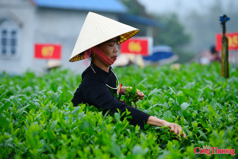 Tại hội thi, các thí sinh với đôi bàn tay nhanh thoăn thoắt trên những luống chè thể hiện kỹ thuật “một tôm hai lá”.