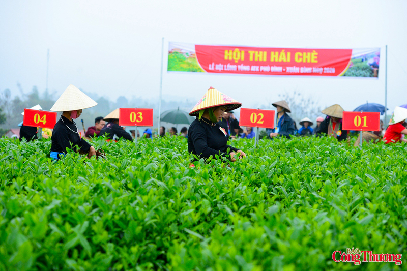Hội thi hái chè được tổ chức tại vùng đất lịch sử này không chỉ là một hoạt động sản xuất đầu năm, mà đã trở thành một ngày hội văn hóa đặc sắc, thu hút đông đảo người dân và du khách.