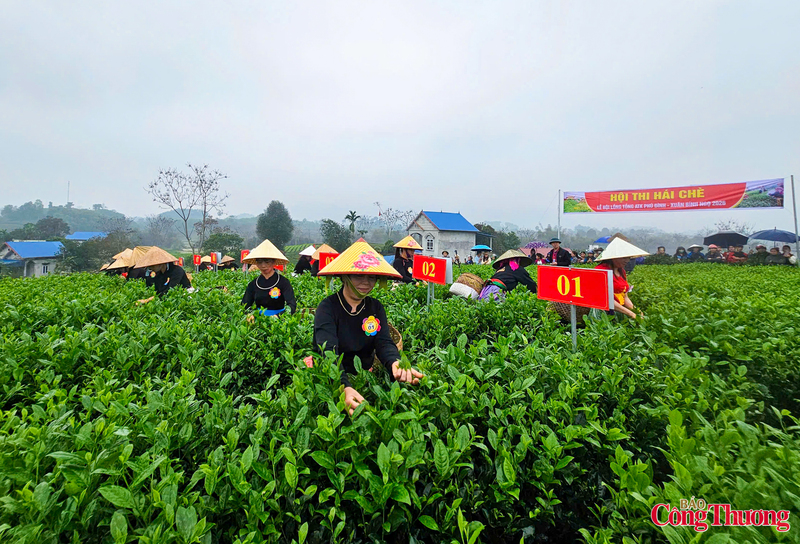 Các đội thi, trong trang phục truyền thống, thoăn thoắt đôi tay giữa luống chè, thể hiện sự khéo léo và kinh nghiệm được truyền qua nhiều thế hệ.