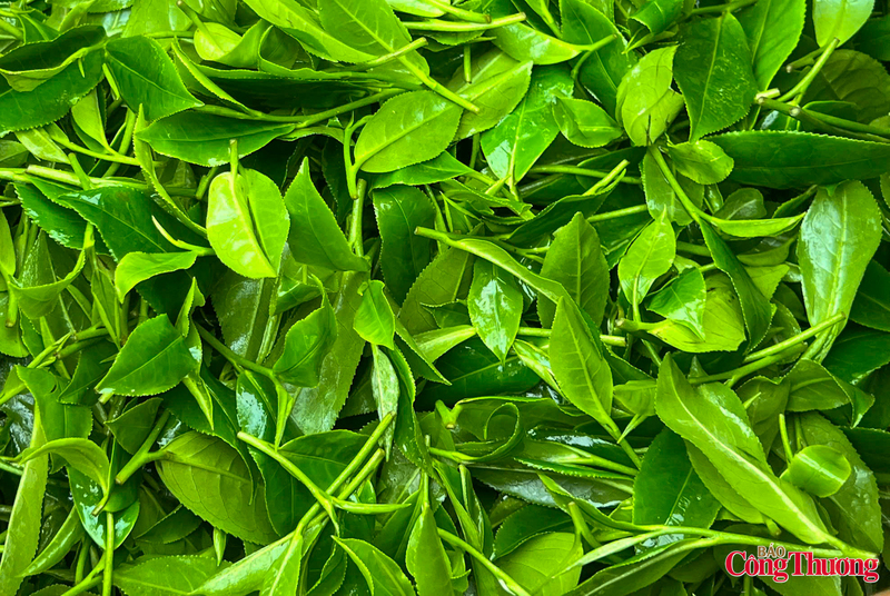 Mỗi búp chè được hái xuống là kết tinh của đất đai, khí hậu và bàn tay cần mẫn của người nông dân.