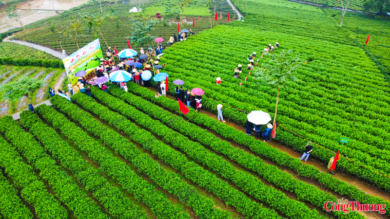 Ngày hội hái chè rộn ràng giữa những làn điệu Then cất lên giữa đất trời ATK Định Hóa.