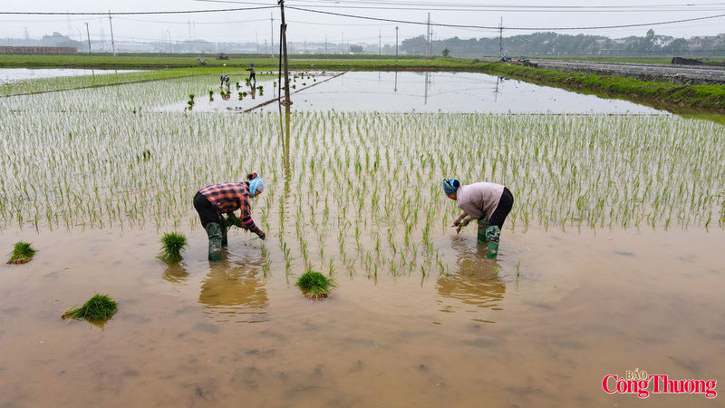 Từ gieo cấy lúa xuân đến trồng, chăm sóc rau màu, bà con nông dân Hà Nội đang dồn toàn lực bám ruộng, bám đồng, quyết tâm hoàn thành kế hoạch sản xuất trong khung thời vụ, tạo tiền đề cho một vụ mùa thắng lợi. Hình ảnh nông dân xuống đồng tại xã Quốc Oai (Hà Nội).