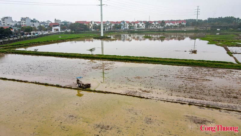 Những chiếc máy cơ giới hoá thay thế cho sức kéo của trâu, bò.