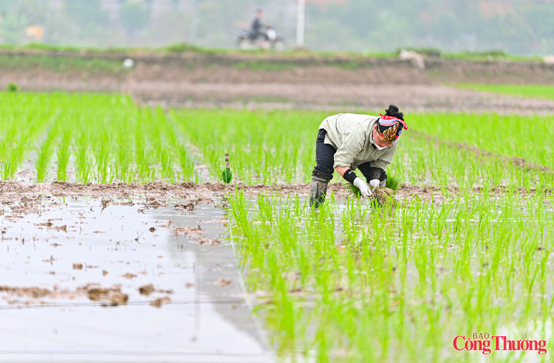 Theo những người nông dân, giống được lựa chọn trồng cho vụ đông xuân là lúa ST25 Sóc Trăng cho sản lượng và chất lượng cao.