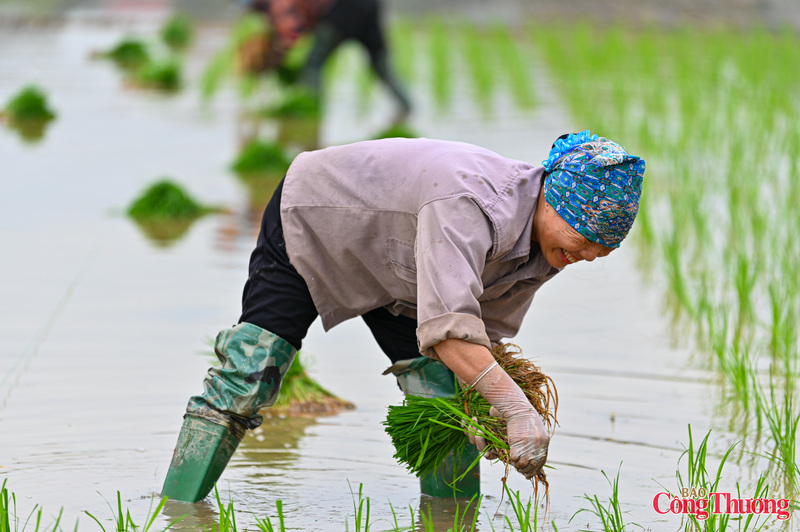Chị Nguyễn Thị Hoa phấn khởi: "Chúng tôi vui Tết nhiều ngày qua rồi. Hôm nay thời tiết nắng ấm nên ra đồng sản xuất. Với chúng tôi, lúa xanh tốt thì Tết càng thêm vui".