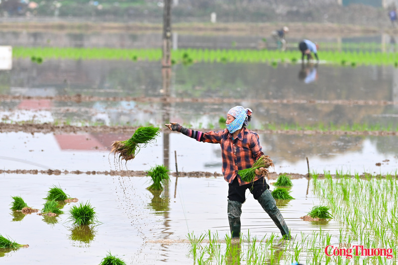 Trong câu chuyện đầu xuân mới, bà con chia sẻ với nhau những niềm vui và được nhân lên khi những cánh đồng xanh tốt.