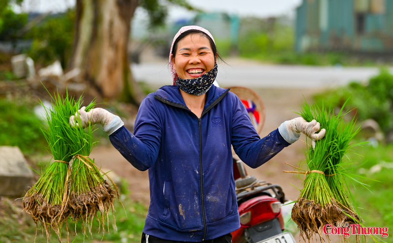 Chị Nguyễn Thị Oanh (Quốc Oai, Hà Nội) cho biết: "Năm nay thời tiết thuận lợi, ấm áp, bà con xuống giống nhàn hơn. Mảnh này nhà tôi 3 sào 6 thước, hôm nay cấy thì đến đầu tháng 4 là được thu hoạch rồi. Những ngày nghỉ Tết nhưng chúng tôi vẫn tập trung ra đồng tỉa dặm, chăm sóc để lúa bén rễ, đẻ nhánh đều. Mưa xuân những ngày đầu năm mang lại nguồn nước quý báu, vạn vật sinh sôi báo hiệu một vụ mùa phía trước thuận lợi, tốt lành".