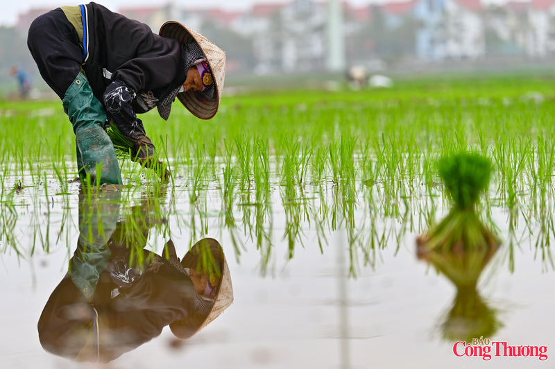 Thời điểm này, các trà lúa xuân trên địa bàn đang sinh trưởng, phát triển tốt; những diện tích gieo cấy sớm đã bước vào giai đoạn đẻ nhánh tập trung.