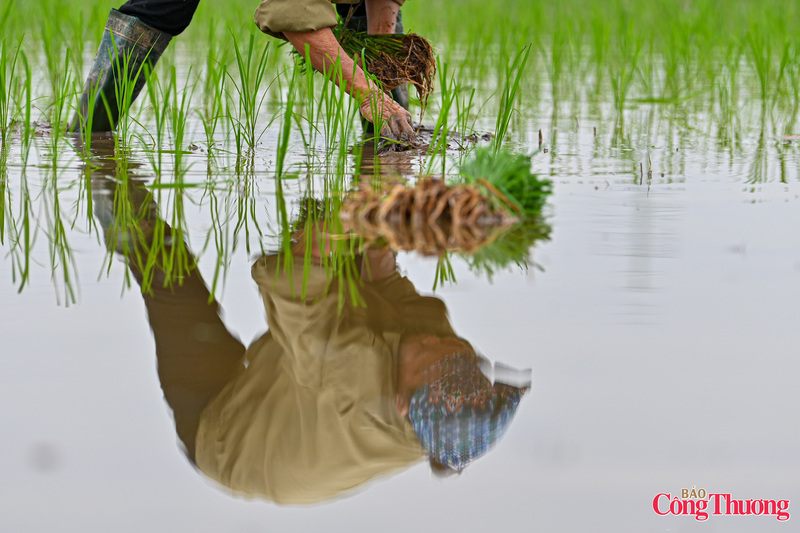 Người cấy, người tỉa dặm, bón lót..., tất cả tạo nên nhịp sản xuất hối hả đầy phấn khởi.