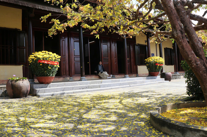 Mai vàng bung nở rực rỡ cả một góc Khu lưu niệm Thủ tướng Phạm Văn Đồng. Ảnh: Nguyễn Dương