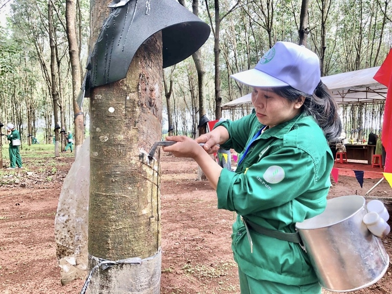 Công nhân Công ty TNHH một thành viên Cao su Chư Păh cạo mủ cao su. Ảnh: ĐVCC