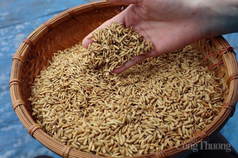 Hải Phòng đang tích cực triển khai các mô hình canh tác lúa giảm phát thải theo định hướng của Bộ Nông nghiệp và Môi trường. Ảnh: Kiều Tâm