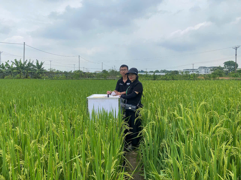 Sinh viên Lê Văn Công (K66) Đại học Bách Khoa Hà Nội và TS. Nguyễn Thị Ngọc Dinh thử nghiệm trên ruộng lúa ở Gia Lâm. Ảnh: Lê Minh