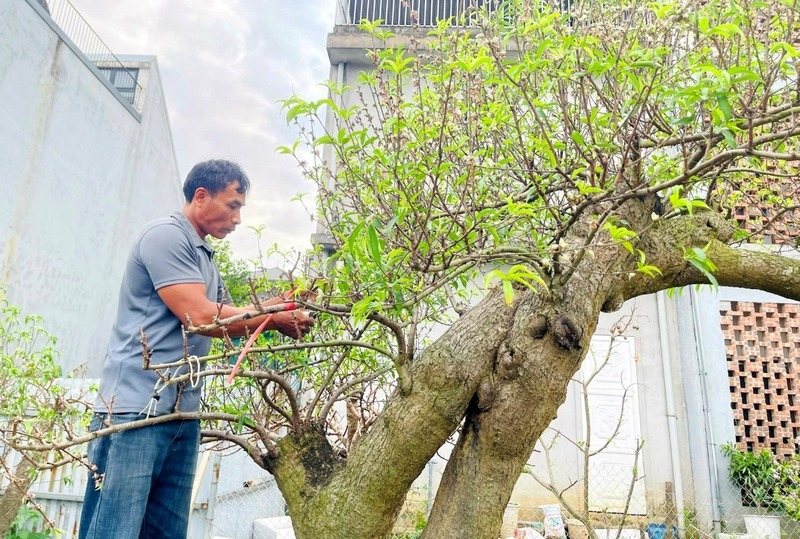 Các nhà vườn chăm sóc cây khách gửi.