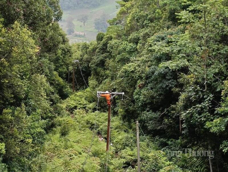 Những cột điện cao chục mét "lọt thỏm" giữa rừng nguyên sinh.